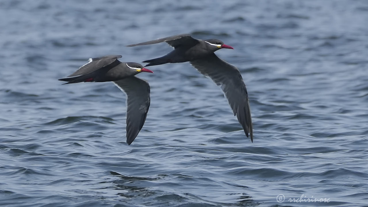 Inca tern